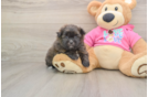 Shih Pom Puppy for Adoption