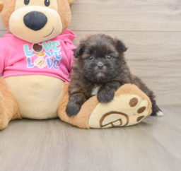 5 week old Shih Pom Puppy For Sale - Windy City Pups