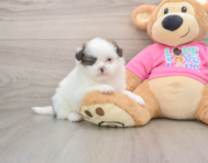 5 week old Shih Pom Puppy For Sale - Windy City Pups