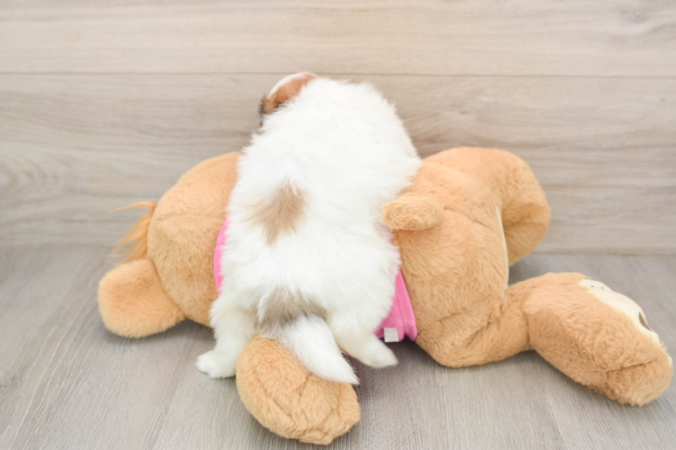Hypoallergenic Pomeranian Shih Tzu Mix Designer Puppy