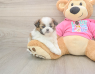 5 week old Shih Pom Puppy For Sale - Windy City Pups