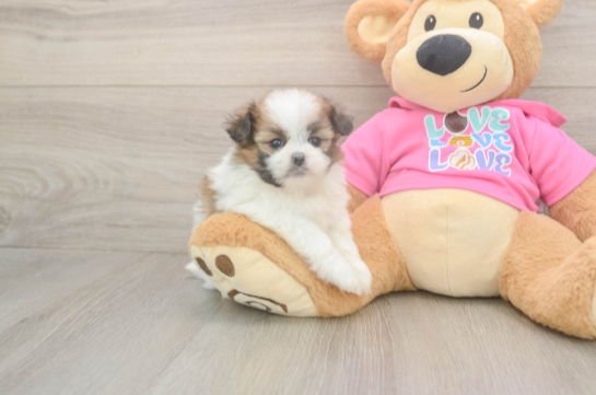 5 week old Shih Pom Puppy For Sale - Windy City Pups Best Shih Pom Baby