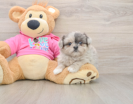 5 week old Shih Pom Puppy For Sale - Windy City Pups