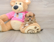 7 week old Shih Pom Puppy For Sale - Windy City Pups