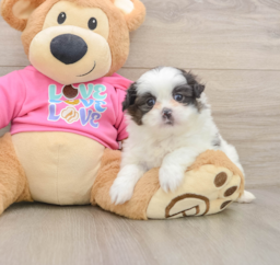 6 week old Shih Pom Puppy For Sale - Windy City Pups