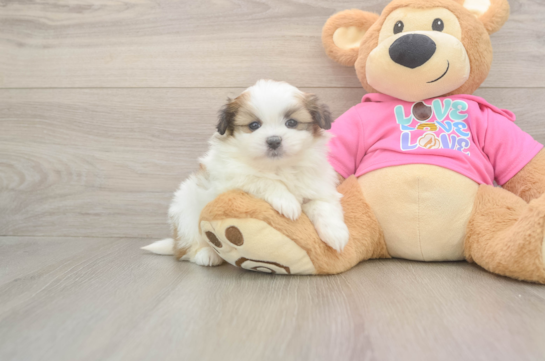 5 week old Shih Pom Puppy For Sale - Windy City Pups Best Shih Pom Baby