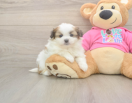 5 week old Shih Pom Puppy For Sale - Windy City Pups 5 week old Shih Pom Puppy For Sale - Windy City Pups