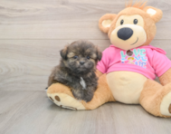 5 week old Shih Pom Puppy For Sale - Windy City Pups