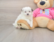 7 week old Shih Pom Puppy For Sale - Windy City Pups