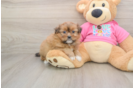 Little Pomshi Designer Puppy