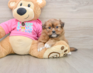 5 week old Shih Pom Puppy For Sale - Windy City Pups