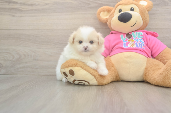 5 week old Shih Pom Puppy For Sale - Windy City Pups Shih Pom Pup Being Cute