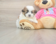 5 week old Shih Pom Puppy For Sale - Windy City Pups