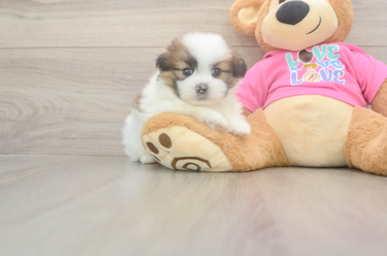 5 week old Shih Pom Puppy For Sale - Windy City Pups Playful Shiranian Designer Puppy