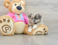 6 week old Shih Pom Puppy For Sale - Windy City Pups