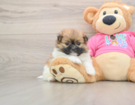 7 week old Shih Pom Puppy For Sale - Windy City Pups