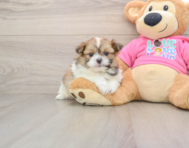 7 week old Shih Pom Puppy For Sale - Windy City Pups