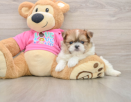 6 week old Shih Pom Puppy For Sale - Windy City Pups