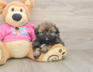 5 week old Shih Pom Puppy For Sale - Windy City Pups
