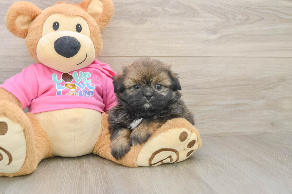 Best Shih Pom Baby