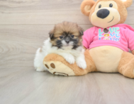 6 week old Shih Pom Puppy For Sale - Windy City Pups