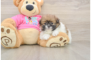 Shih Pom Pup Being Cute