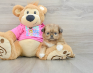 6 week old Shih Pom Puppy For Sale - Windy City Pups