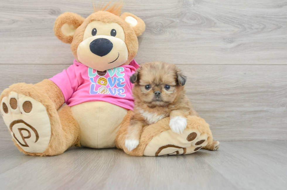 6 week old Shih Pom Puppy For Sale - Windy City Pups