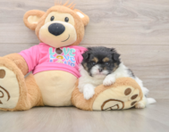 7 week old Shih Pom Puppy For Sale - Windy City Pups