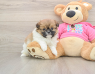 6 week old Shih Pom Puppy For Sale - Windy City Pups
