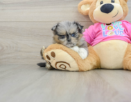 6 week old Shih Pom Puppy For Sale - Windy City Pups