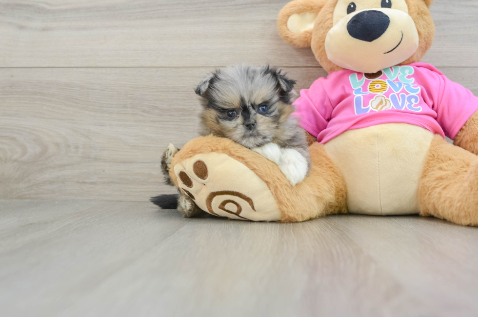 6 week old Shih Pom Puppy For Sale - Windy City Pups