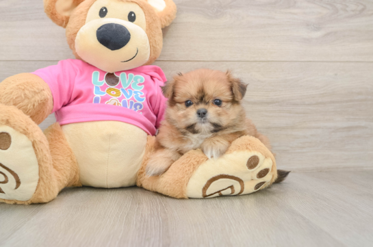 Shih Pom Puppy for Adoption