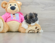 6 week old Shih Pom Puppy For Sale - Windy City Pups