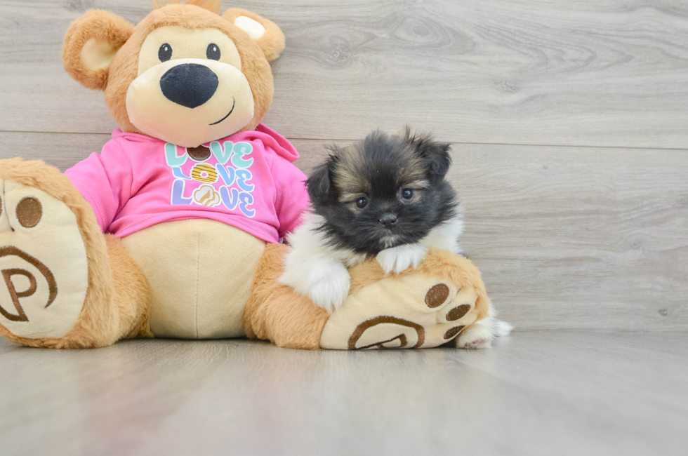 6 week old Shih Pom Puppy For Sale - Windy City Pups