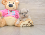 5 week old Shih Pom Puppy For Sale - Windy City Pups