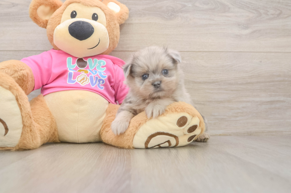 5 week old Shih Pom Puppy For Sale - Windy City Pups