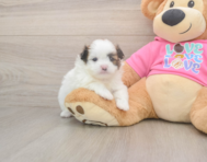 5 week old Shih Pom Puppy For Sale - Windy City Pups