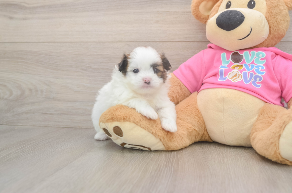5 week old Shih Pom Puppy For Sale - Windy City Pups