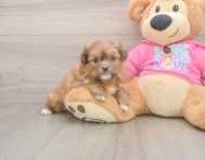 5 week old Shih Pom Puppy For Sale - Windy City Pups