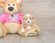 5 week old Shih Pom Puppy For Sale - Windy City Pups