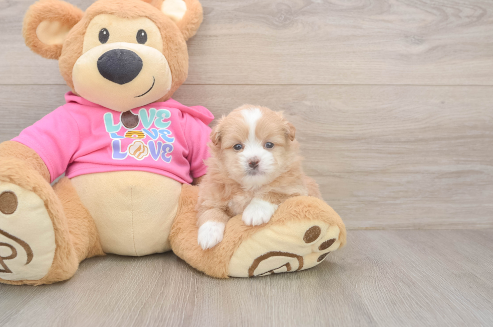 5 week old Shih Pom Puppy For Sale - Windy City Pups
