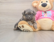 5 week old Shih Pom Puppy For Sale - Windy City Pups
