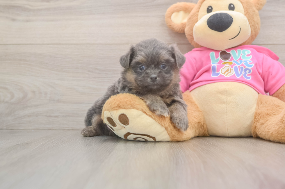 5 week old Shih Pom Puppy For Sale - Windy City Pups