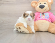 5 week old Shih Pom Puppy For Sale - Windy City Pups