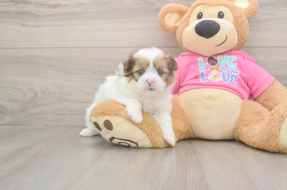 5 week old Shih Pom Puppy For Sale - Windy City Pups