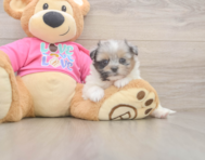 6 week old Shih Pom Puppy For Sale - Windy City Pups