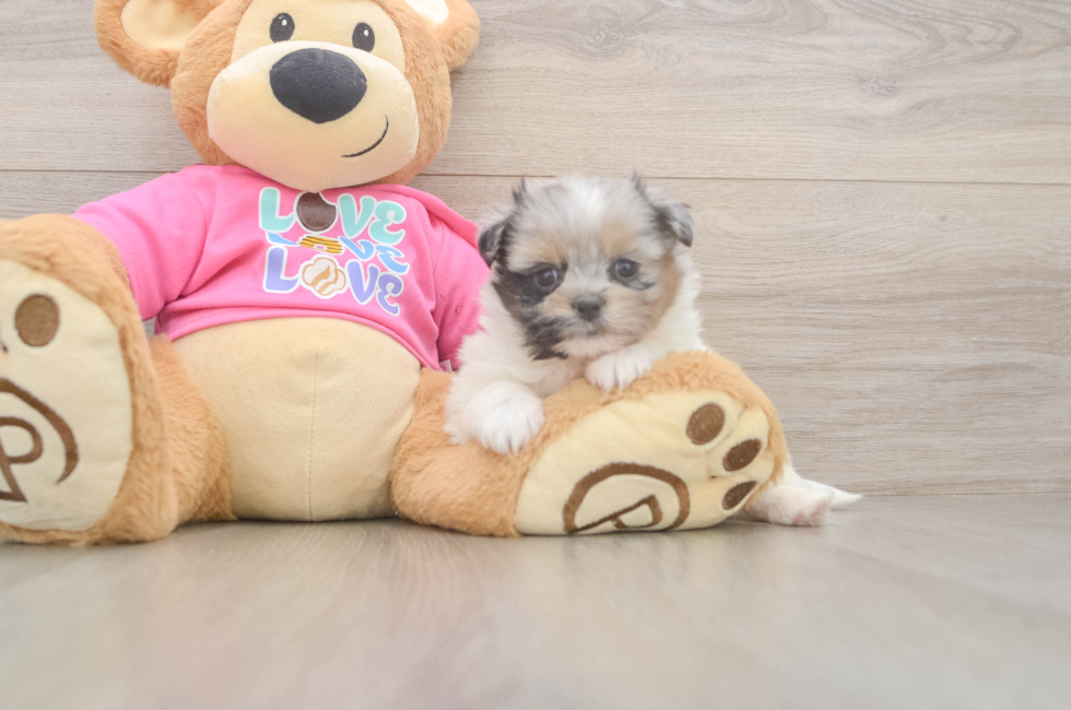 5 week old Shih Pom Puppy For Sale - Windy City Pups