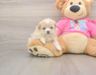 5 week old Shih Pom Puppy For Sale - Windy City Pups