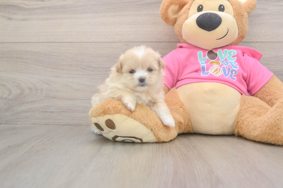 5 week old Shih Pom Puppy For Sale - Windy City Pups